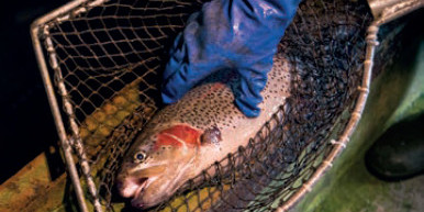 Südharzer Forellenzucht, Wickerode
