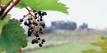 Weingut Kirmann, Westerhausen